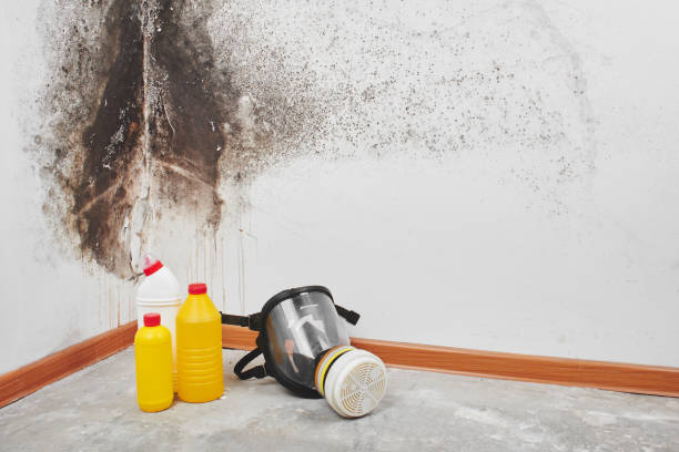 Best Attic Mold Remediation in West Mountain, UT