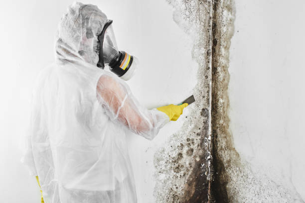 Best Emergency Mold Remediation in West Mountain, UT