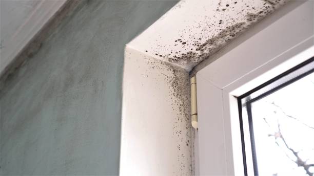 Best HVAC Mold Remediation in West Mountain, UT