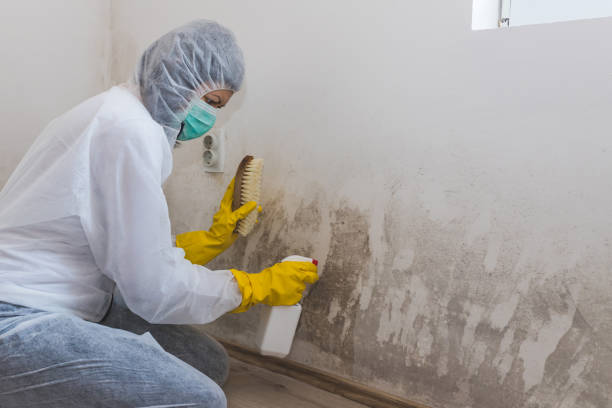 Best Mold Remediation for Schools in West Mountain, UT
