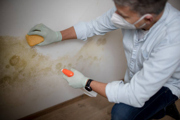 Best White Mold Remediation in West Mountain, UT