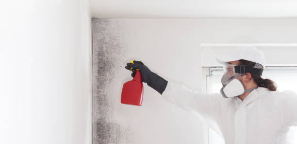 Best Residential Mold Remediation in West Mountain, UT
