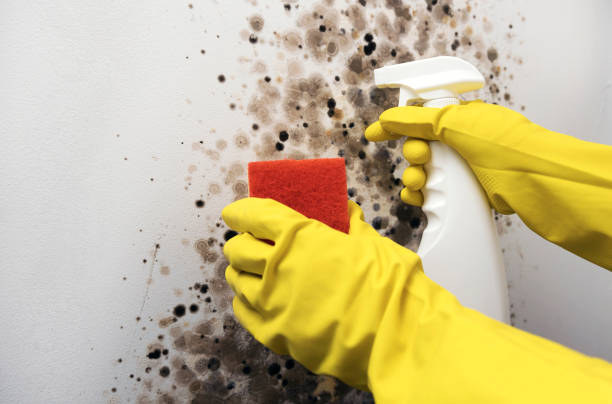 Best Post-Remediation Services in West Mountain, UT
