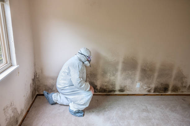 Best Insurance-Related Mold Remediation in West Mountain, UT