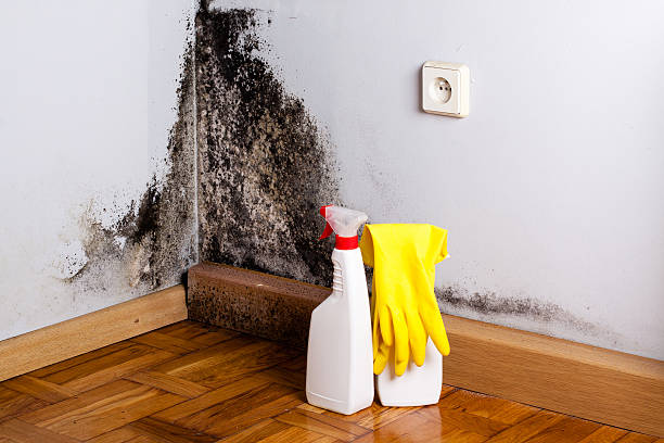 Best Bathroom Mold Remediation in West Mountain, UT