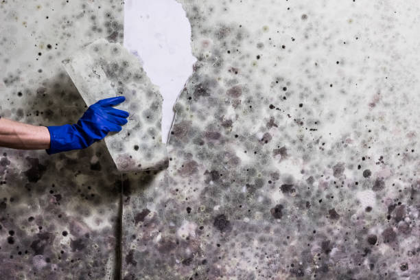 Best Black Mold Remediation in West Mountain, UT