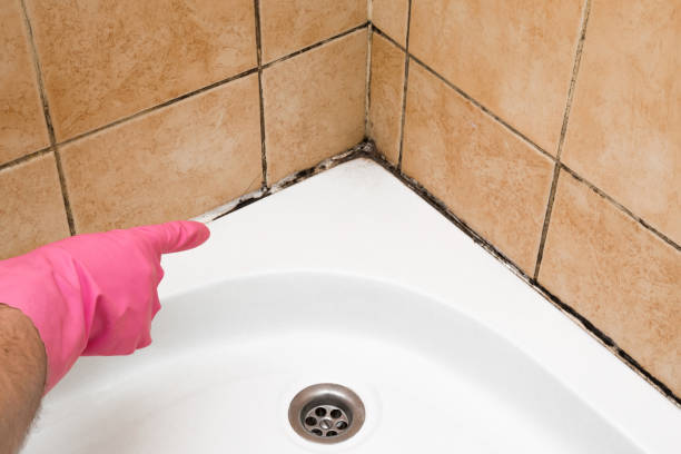 Best Post-Flood Mold Remediation in West Mountain, UT