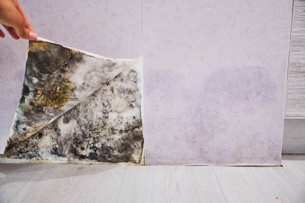 Best DIY Mold Remediation Support Services in West Mountain, UT